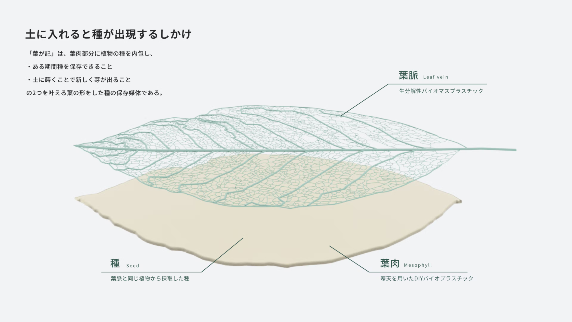 自然からの贈り物 葉脈-